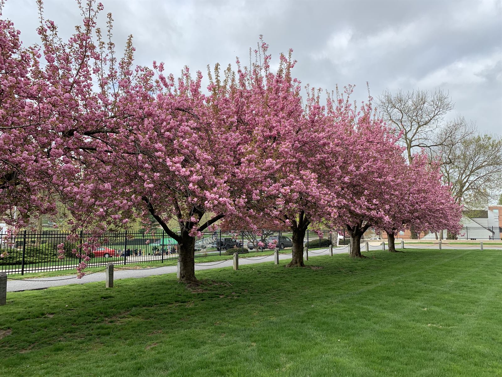 Flowering cherry trees in bloom in York County, PA providing early-spring nectar and pollen for honey bees and native pollinators