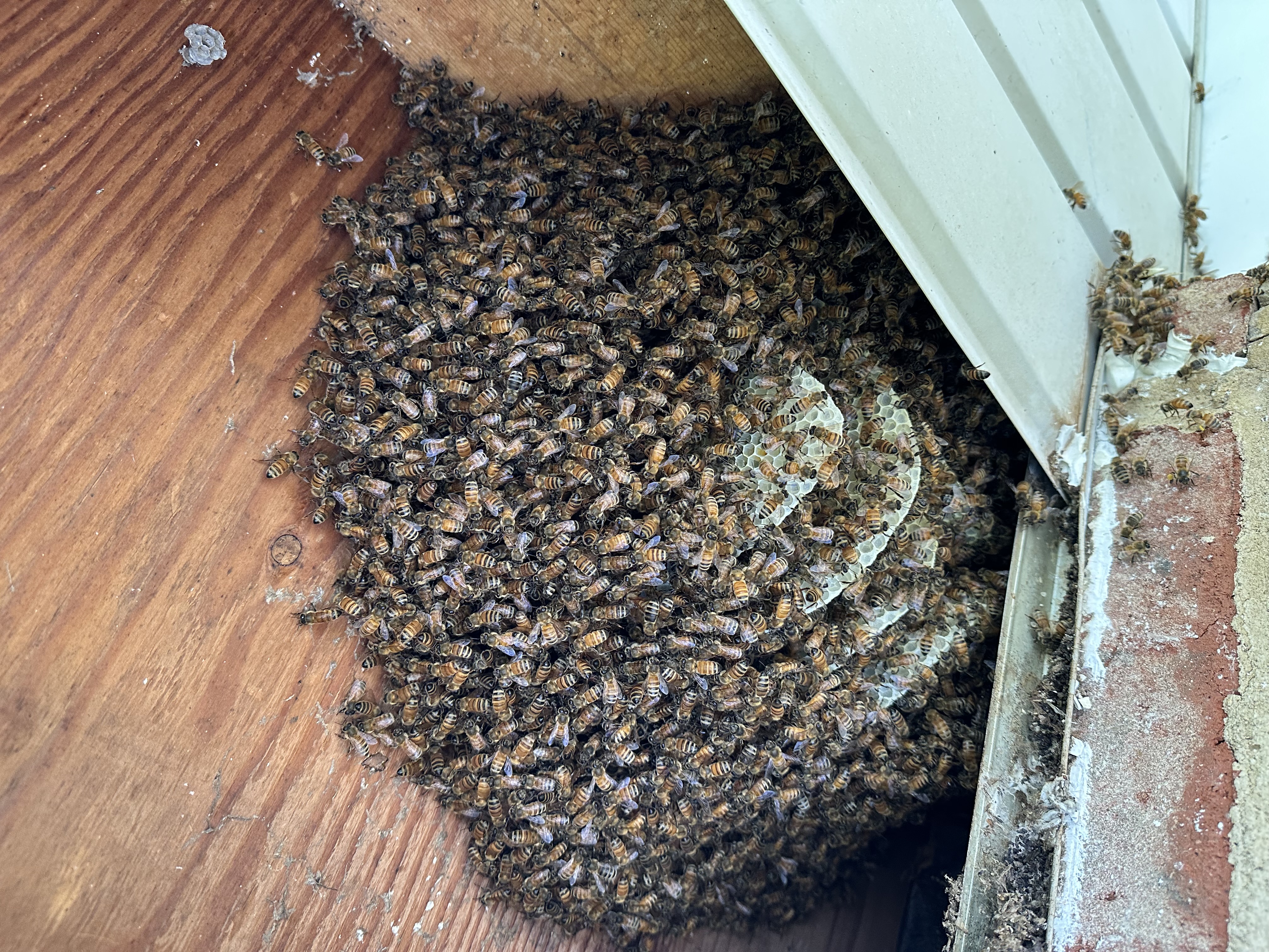 Established honey bee colony with exposed comb inside a wall void of a Harrisburg, PA home before live relocation